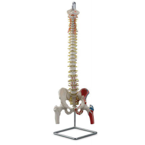 Flexible Vertebral Column with Femur Heads and Muscle Insertions